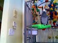 By request - another video of Curtis the talking bird.