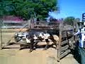 novilhas aptas