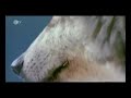 Dokumentation �ber W�lfe vom ZDF Teil 3