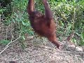 one-please-save-our-orangutans.html