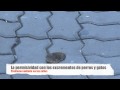 La permisividad con las cacas de perros y gatos se está convirtiendo en un problema sanitario