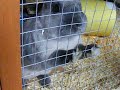 Bunny Eating Peas