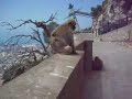 Carrasco trips: Gibraltar ( Los monos, the Apes ) Carrasco trips: Gibraltar ( Los monos, the Apes )