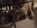 Golden Retriever video