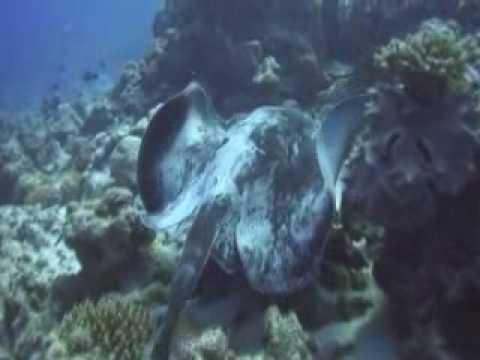 Diving in Agatti