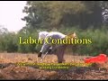 Labor Program of Development - PLADES
Series: Documentaries on Decent Work No.1
Lima - Perú
2007