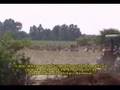 Decent Work - Agro export in Ica (01)
