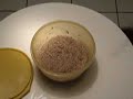 Whole Grain Pizza and Bagels Whole Grain Pizza and Bagels