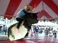 Big Hairy Beast VS A Bull Big Hairy Beast VS A Bull