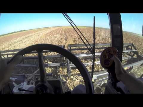 how to harvest milo