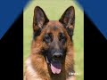 CHIOTS DE RAMBO VAN DE HERDERSFARM:ELEVAGE DES CHAPELLOIS