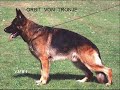 CHIOTS DE RAMBO VAN DE HERDERSFARM:ELEVAGE DES CHAPELLOIS