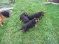 CHIOTS DE RAMBO VAN DE HERDERSFARM:ELEVAGE DES CHAPELLOIS
