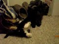 7 week old kittens wrestling 7 week old kittens wrestling