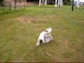 chinese crested powderpuffs playing 1