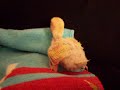 Musical Lovebird Babies
