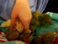Musical Lovebird Babies