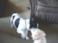 French Bulldog Emmitt and Labrador Jack