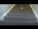 The Rebellious Slinky