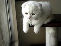Scottish Fold ????????