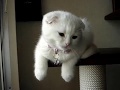 Scottish Fold 【様々な座り方】