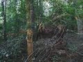 ICC Big Tree menaced by construction
