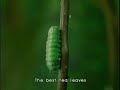 Commercial for Tea - Caterpilla vs Farmer
