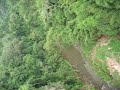 Gibbon Experience 1