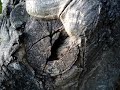 dodo-budim se svakog dana