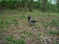 Nebelkrähe im Volkspark Friedrichshain am 17.04.07