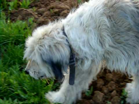 Qent+e+sharrit+ne+gara