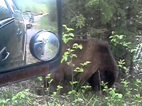 grizzley bear