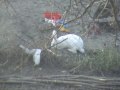 My neighbor's rabbit.flv