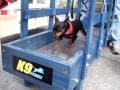 Girl's mini dog tries dog-powered treadmill