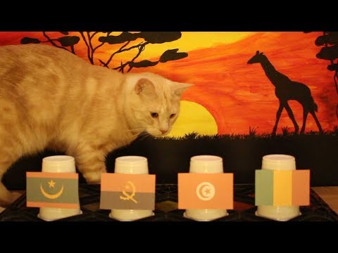 Group E - Cats Africa Cup Of Nations 2019 Prediction