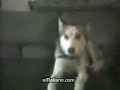 s?odkie i gadaj?ce zwierzaki s?odkie i gadaj?ce zwierzaki