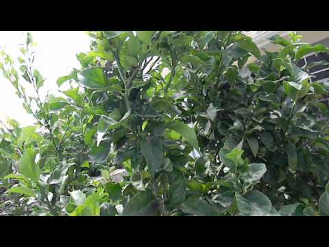 how to care for a lemon tree