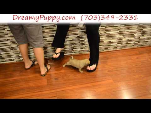 Pretty Female Puggle Puppy 2