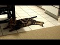 Bengal cat chills out on command Bengal cat chills out on command