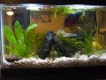 Mpeg (the Betta fish)'s new tank setup and light