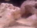videos de what my malawi cichlid tank went from