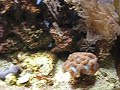 video do meu aquario marinho em abril de 2007 