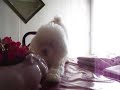 Lihu�n y el conejo de cer�mica