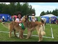 World Dog Show 2008,part2 leonberger