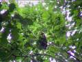 Tawny Owl eating oak leaves