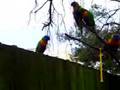 Australian Parrots - in our back yard
