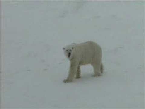 0 Polar Bears in the Wild