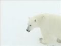 polarbear randevoux polarbear randevoux