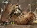 Lion%20Vs%20Bengal%20Tiger