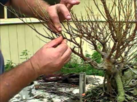 how to replant a ficus bonsai